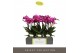Phalaenopsis multiflora paars Optimost - Roma - 3 tak 