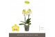 Phalaenopsis multiflora anthura arezzo Optimost - Arezzo - 2 tak 