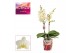 Phalaenopsis multiflora anthura lausanne 2 tak (Scenza) 