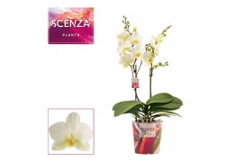 Phalaenopsis multiflora anthura lausanne 2 tak (Scenza)