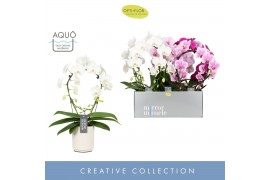 Phalaenopsis mix Mirror Miracle mix 2spike in White Molise Aquo