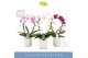 Phalaenopsis mix Mirror Miracle mix 2spike in White Molise Aquo 