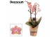 Phalaenopsis multiflora roze perfíum 2+ tak Melion (Decorum) 
