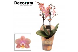 Phalaenopsis multiflora roze perfíum 2+ tak Melion (Decorum)