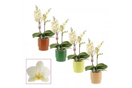 Phalaenopsis multiflora anthura lausanne 2 tak in Naemi (Scenza)