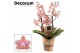 Phalaenopsis multiflora odorion Phalaenopsis perfíum 2+ tak Odorion (D 