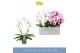 Phalaenopsis mix 2 tak mirror miracle mix 
