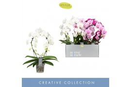 Phalaenopsis mix 2 tak mirror miracle mix