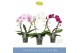 Phalaenopsis mix 2 tak mirror miracle mix 