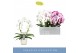 Phalaenopsis mix 2 tak mirror miracle mix in white lazio 