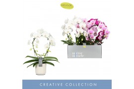 Phalaenopsis mix 2 tak mirror miracle mix in white lazio