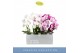 Phalaenopsis mix 2 tak mirror miracle mix in white lazio 