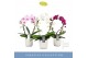 Phalaenopsis mix 2 tak mirror miracle mix in white lazio 