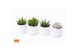 Succulenten mix SuPure® - Succulent mix in Oslo 9,5 