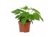 Fatsia japonica 