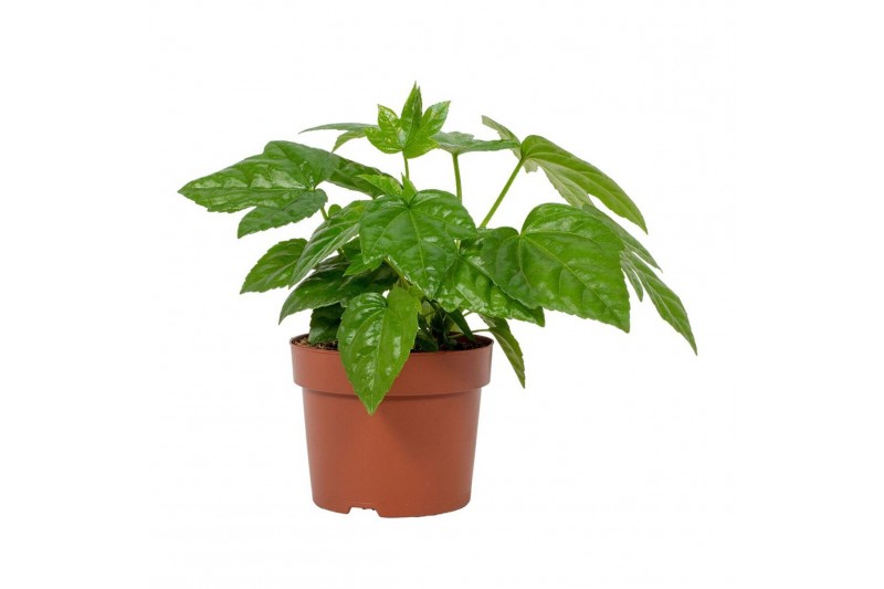 Fatsia japonica 