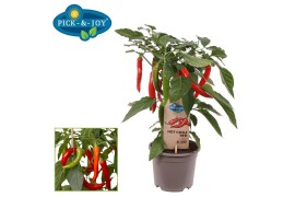 Capsicum annuum peper pick&joy hot chili red
