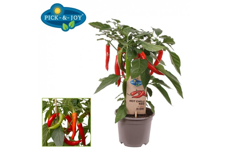 Capsicum annuum peper pick&joy hot chili red Capsicum annuum peper pick&joy hot chili red