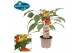 Capsicum annuum peper pick&joy mild chili red 