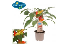 Capsicum annuum peper pick&joy mild chili red