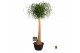 Beaucarnea recurvata rechte stam 