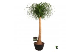 Beaucarnea recurvata rechte stam