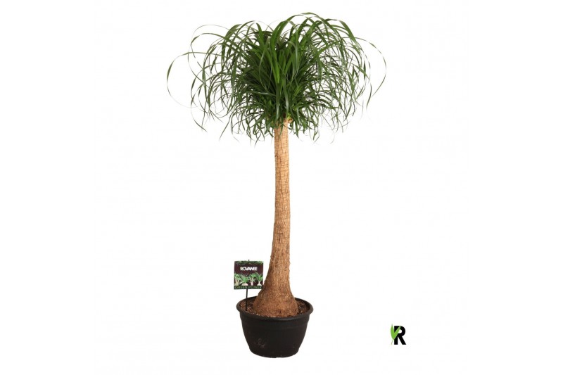 Beaucarnea recurvata rechte stam 