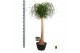 Beaucarnea recurvata rechte stam 
