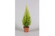 Cupressus macr. goldcrest wilma 