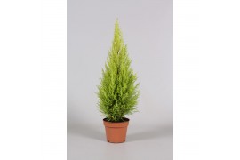 Cupressus macr. goldcrest wilma