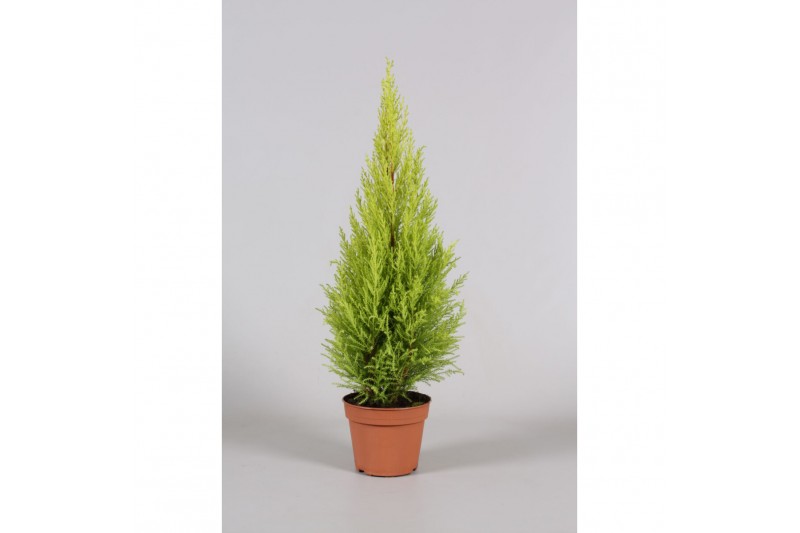 Cupressus macr. goldcrest wilma 
