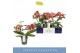 Phalaenopsis Dioro Magnifique 2 spike 16 bl. 2 tak/plnt 
