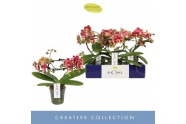 Phalaenopsis Dioro Magnifique 2 spike 16 bl. 2 tak/plnt