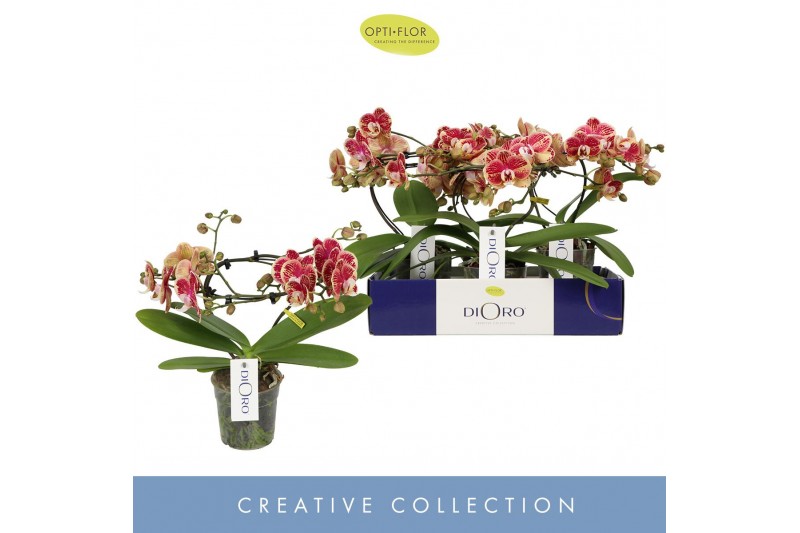 Phalaenopsis Dioro Magnifique 2 spike 16 bl. 2 tak/plnt 