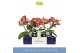 Phalaenopsis Dioro Magnifique 2 spike 16 bl. 2 tak/plnt 