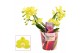 Phalaenopsis geel Lemon - Table - 2-3 tak, 14+ bloem - Scenza 