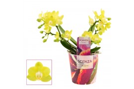 Phalaenopsis geel Lemon - Table - 2-3 tak, 14+ bloem - Scenza