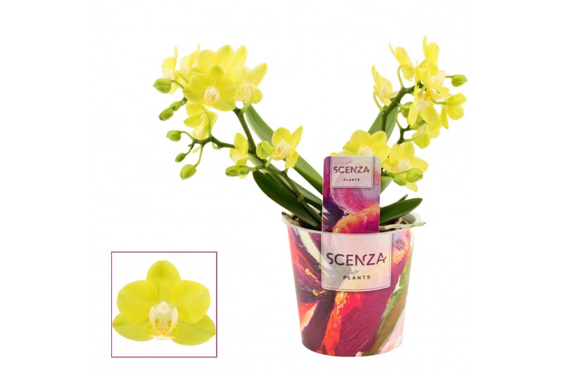 Phalaenopsis geel Lemon - Table - 2-3 tak, 14+ bloem - Scenza Phalaenopsis geel Lemon - Table - 2-3 tak, 14+ bloem - Scenza