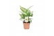 Dieffenbachia compacta 