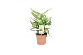 Dieffenbachia compacta