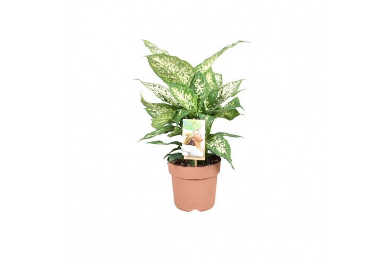 Dieffenbachia compacta 