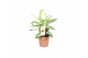 Dieffenbachia camilla 
