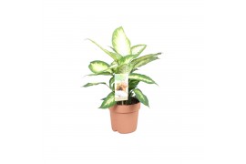 Dieffenbachia camilla