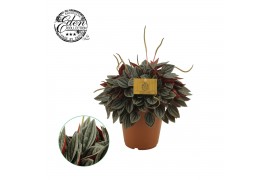 Peperomia santorini Peperomia Santorini 15cm 7 pp