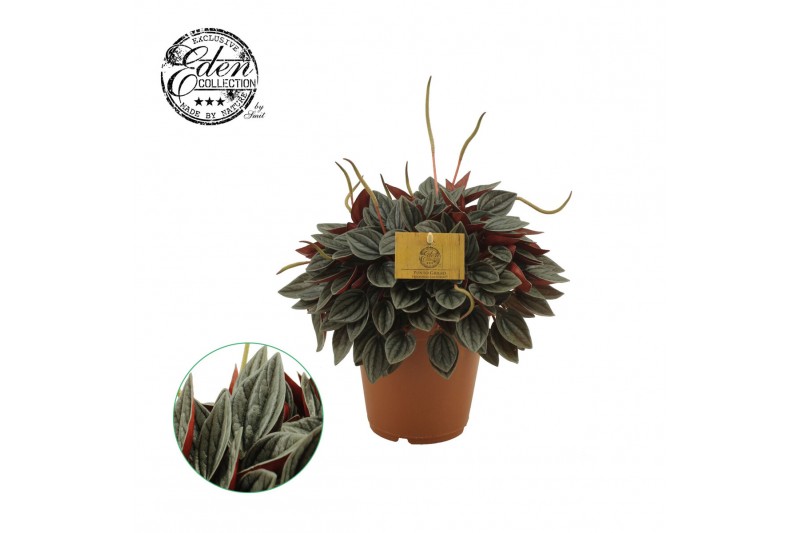 Peperomia santorini Peperomia Santorini 15cm 7 pp Peperomia santorini Peperomia Santorini 15cm 7 pp