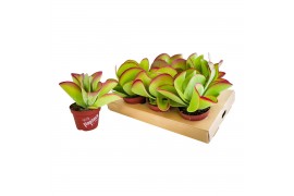 Kalanchoe thyrsiflora Flapjack