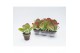 Kalanchoe thyrsiflora Flapjack in basalt steen 