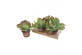 Kalanchoe thyrsiflora Flapjack