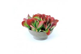 Kalanchoe thyrsiflora Flapjack in basalt steen