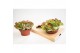 Kalanchoe thyrsiflora Flapjack 